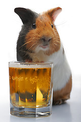Image showing guinea-pig and beer