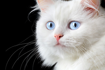 Image showing Portrait of a white cat 