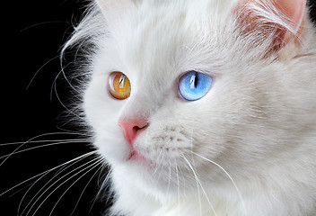 Image showing Portrait of a  varicoloured eyes white cat