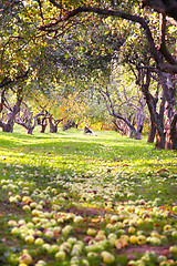 Image showing Garden and apples