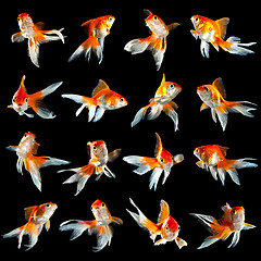 Image showing sixteen goldfishs