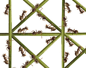 Image showing Ants on a green grass. On a white background.