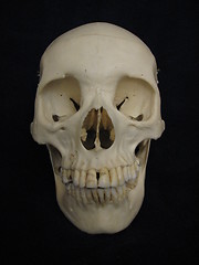 Image showing Frontal view, human cranium