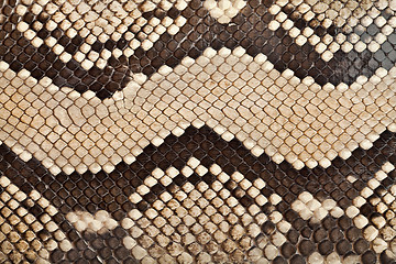 Image showing Snake leather texture