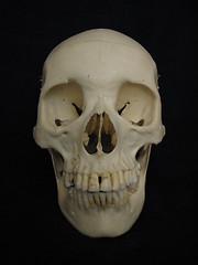 Image showing Frontal view, human cranium