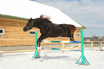 Image showing Jumping horse