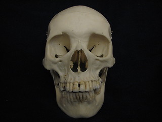 Image showing Cranium, frontal view