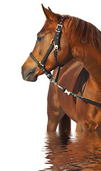 Image showing Portrait of a horse of brown color.