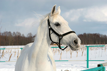 Image showing White horse