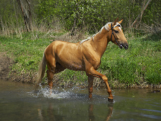 Image showing Horse in water 