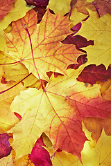 Image showing fallen maple multi-coloured leaves