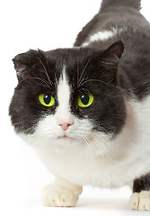 Image showing Portrait of a cat with yellow eyes