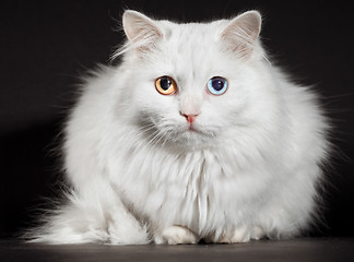 Image showing varicoloured eyes white cat