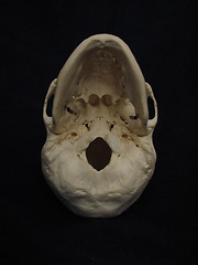 Image showing Human skull, bottom view