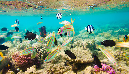 Image showing Tropical Coral Reef. Red sea