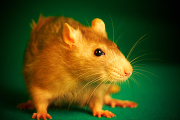 Image showing Rat on a green background