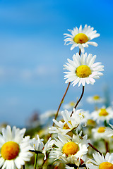 Image showing ox-eye daisy