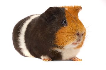 Image showing Portrait of a Guinea-pig
