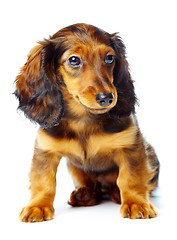 Image showing puppy dachshund