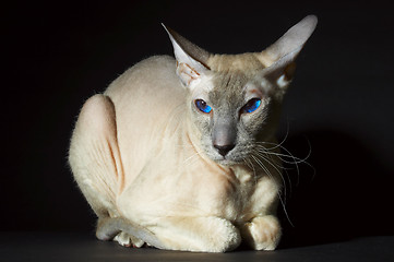 Image showing Cat of breed 