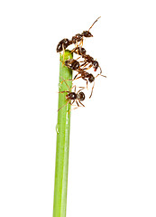 Image showing Ants