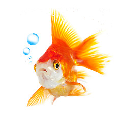 Image showing goldfish and bubbles