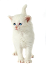 Image showing White kitten with blue eyes.