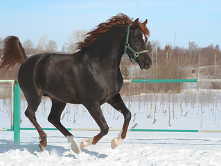 Image showing Skipping horse.