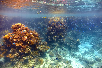 Image showing Coral reef in Red sea