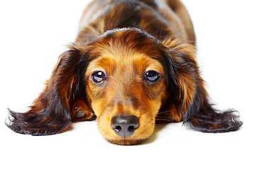 Image showing puppy dachshund