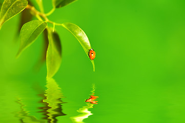 Image showing The small bug on a leaf of a plant.