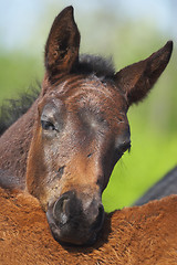 Image showing Foal