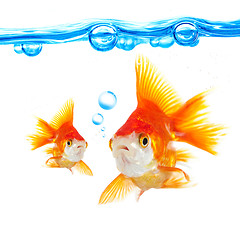 Image showing goldfish and bubbles