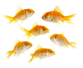 Image showing Gold small fishs