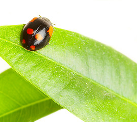 Image showing The small bug on a leaf of a plant.