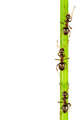 Image showing Ants
