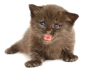 Image showing Small kitten on a white background