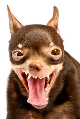 Image showing Russian toy-terrier.Ridiculous dog