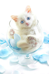 Image showing White kitten in a glass wine glass.
