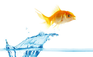 Image showing  gold small fish jumps out of water