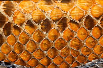 Image showing Snake leather texture