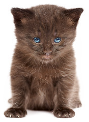 Image showing Small kitten on a white background