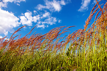 Image showing Grassy View