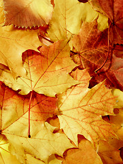 Image showing fallen maple multi-coloured leaves