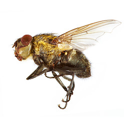 Image showing fly