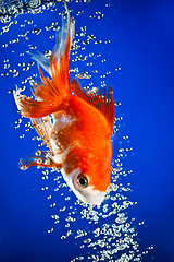 Image showing goldfish