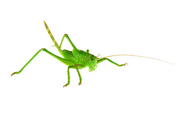 Image showing Green grasshopper ...
