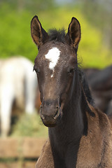 Image showing Foal 