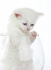 Image showing White kitten in a glass wine glass.