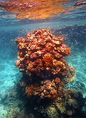 Image showing Coral reef in Red sea